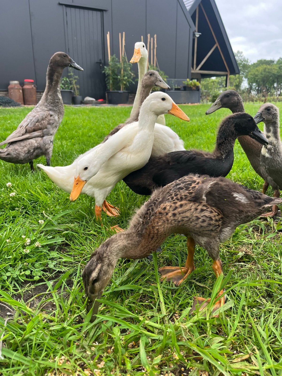 Mooie loopeenden kuikens/pulletjes te koop, Meerdere dieren, Eend