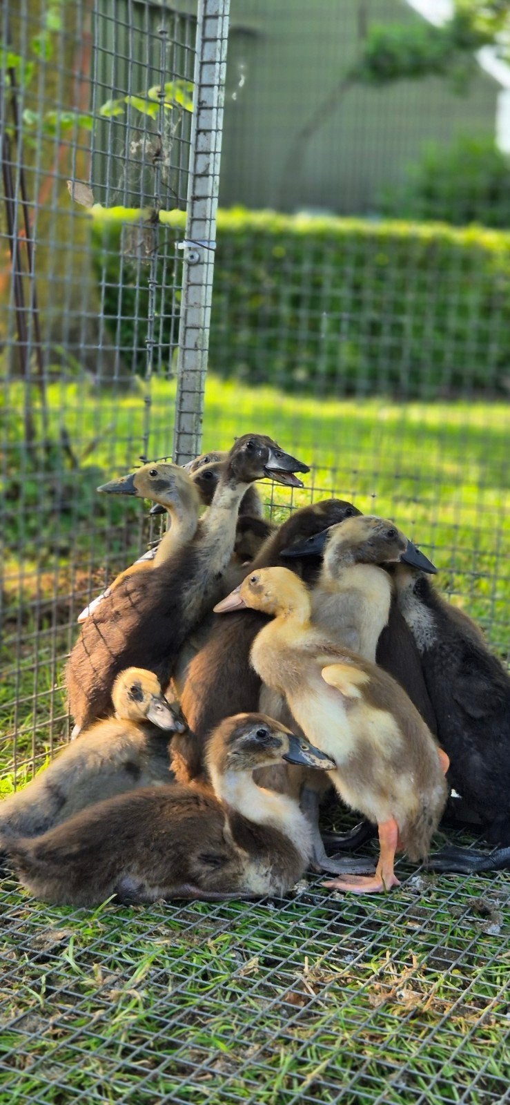 Jonge Indische loopeenden, Meerdere dieren, Eend