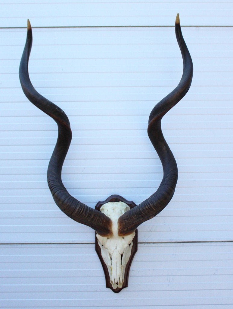 Grote schedel KUDU ANTILOPE op houten schild (ref. K), Ophalen, Gebruikt, Wild dier, Gewei of Kop
