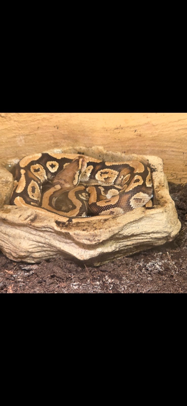 koningspython Ball Python photo 2