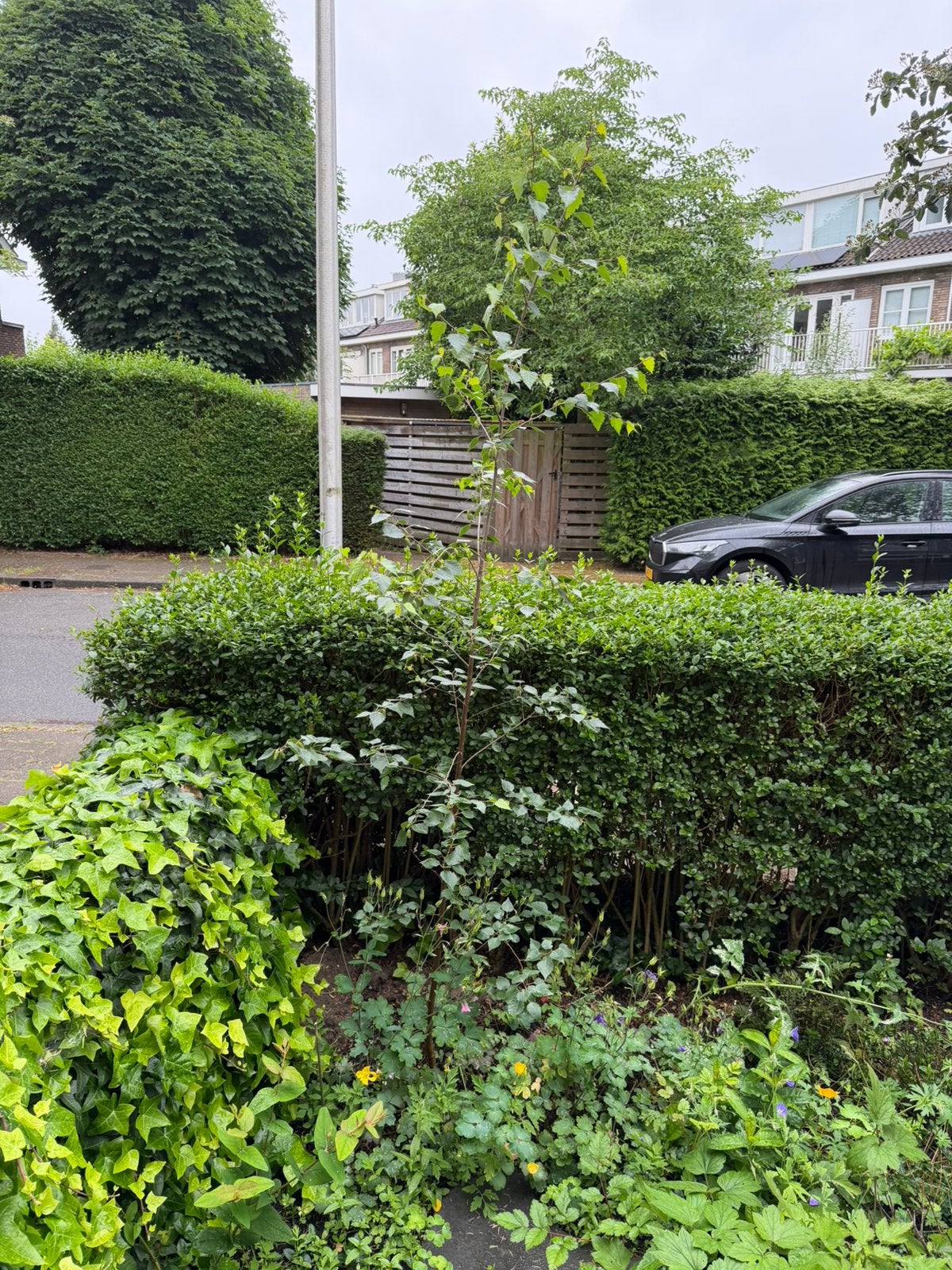Jonge berk (ca. 2,5m), Tuin en Terras, Planten | Bomen, Ophalen, Bloeit niet, Halfschaduw, Overige soorten