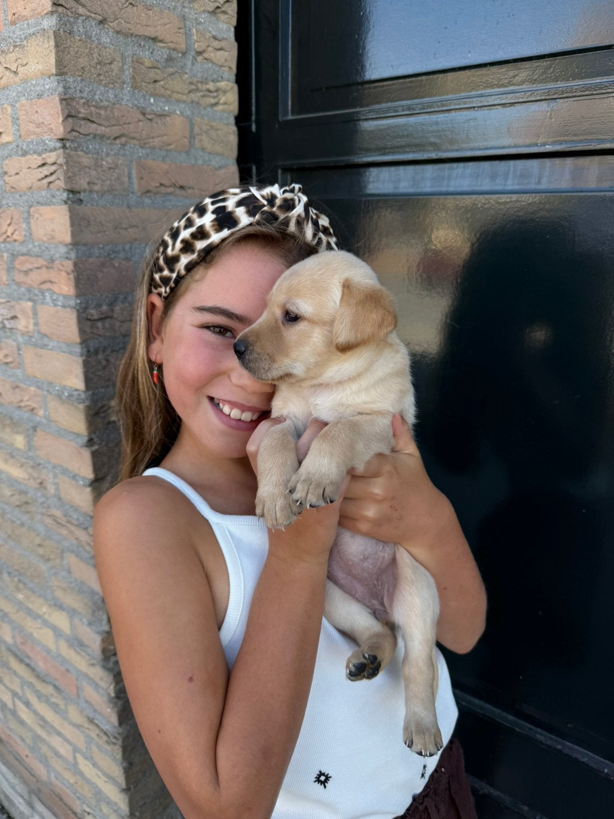 Labrador Retriever pups, Nederland, Parvo, 8 tot 15 weken, Labrador retriever
