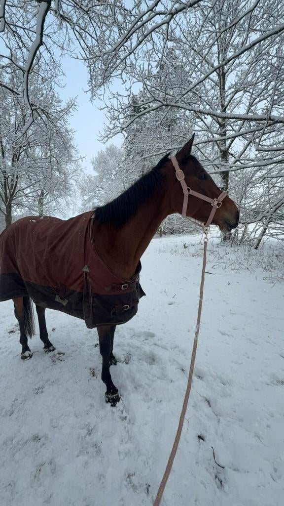 Recreatie paard te koop, Dieren en Toebehoren, Merrie, 165 tot 170 cm, Recreatiepaard, 7 tot 10 jaar