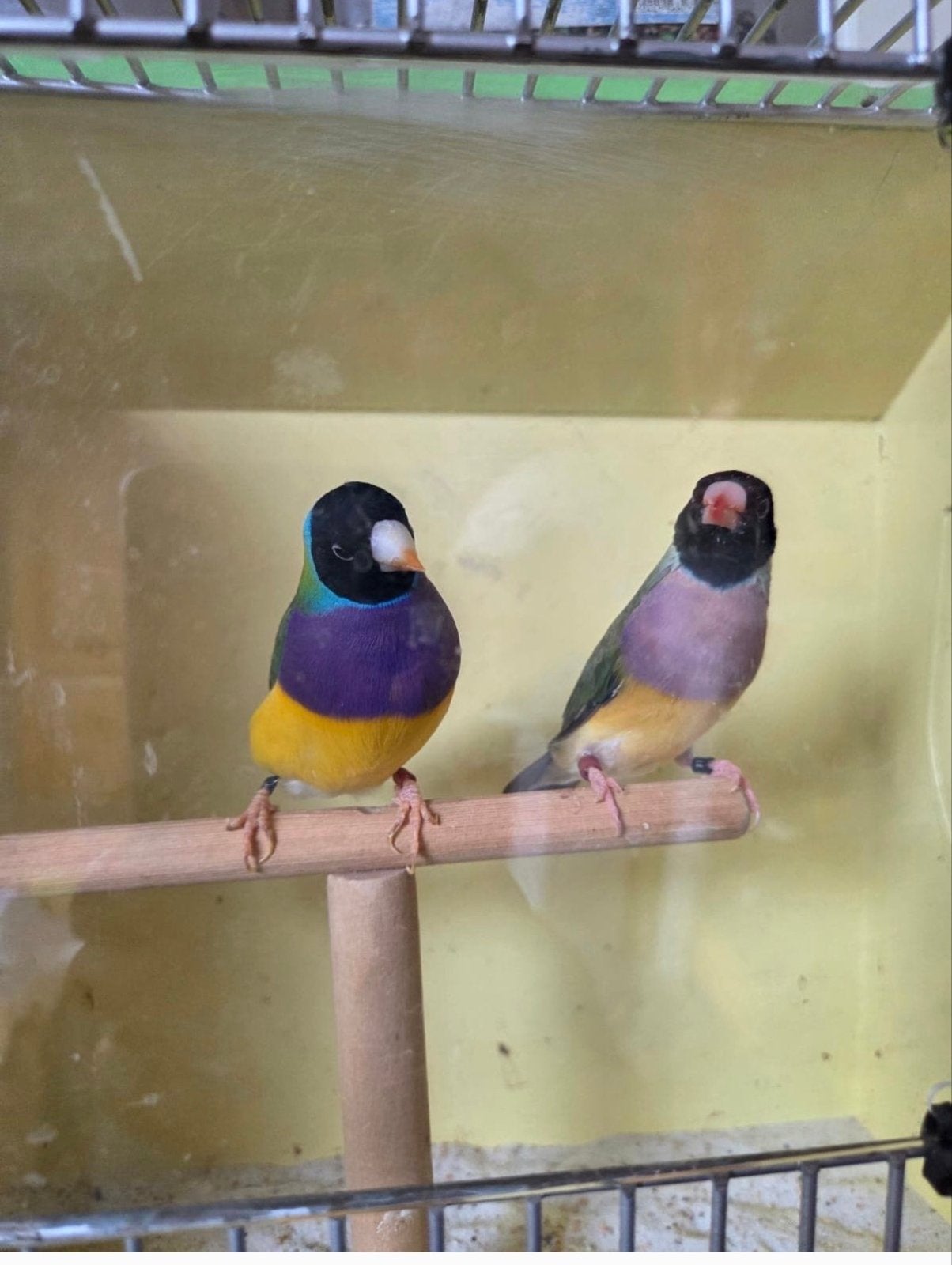 Gouldamadine, Dieren en Toebehoren, Tropenvogel