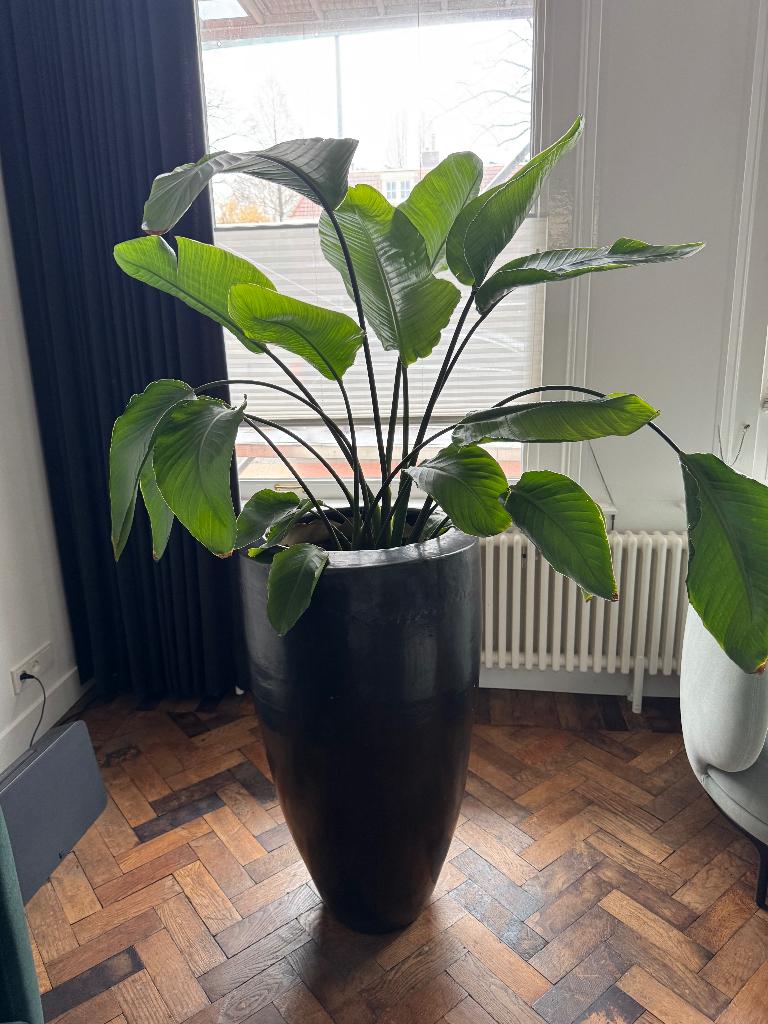 plantenpot XXL met Strelitzia Nicolai (Paradijsvogelplant), Ophalen, 40 cm of meer, Rond, Binnen