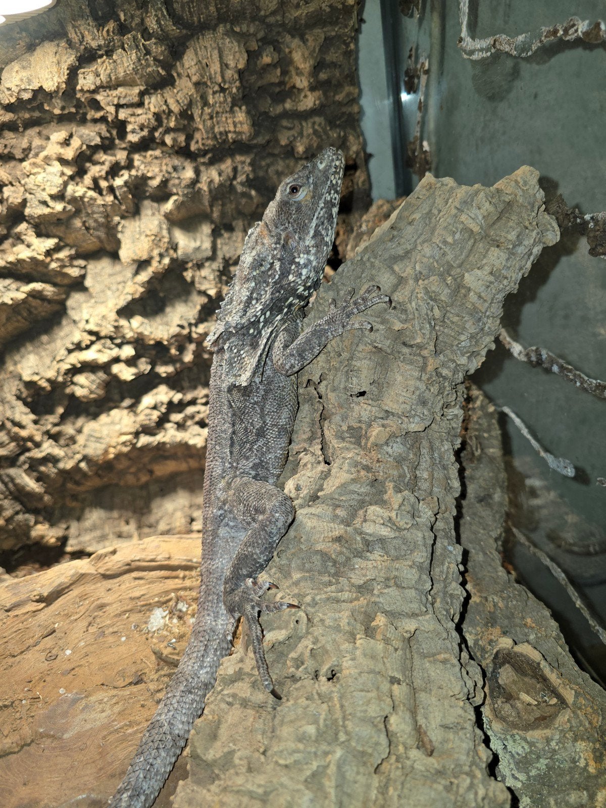 Chlamydosaurus kingii 1.0 volwassen, Hagedis, Tam, 7 tot 10 jaar