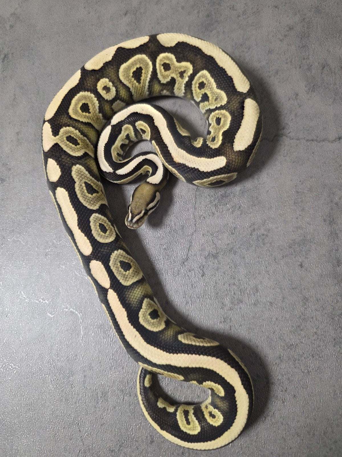 Desert Ghost Cinnamon 100%Axanthic VPI/Amur 2024 Ball Python photo 2