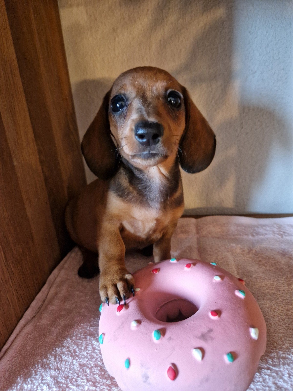 Dwerg teckel korthaar pups met Fci stamboom, Parvo, 8 tot 15 weken, Korthaar, Dwerg