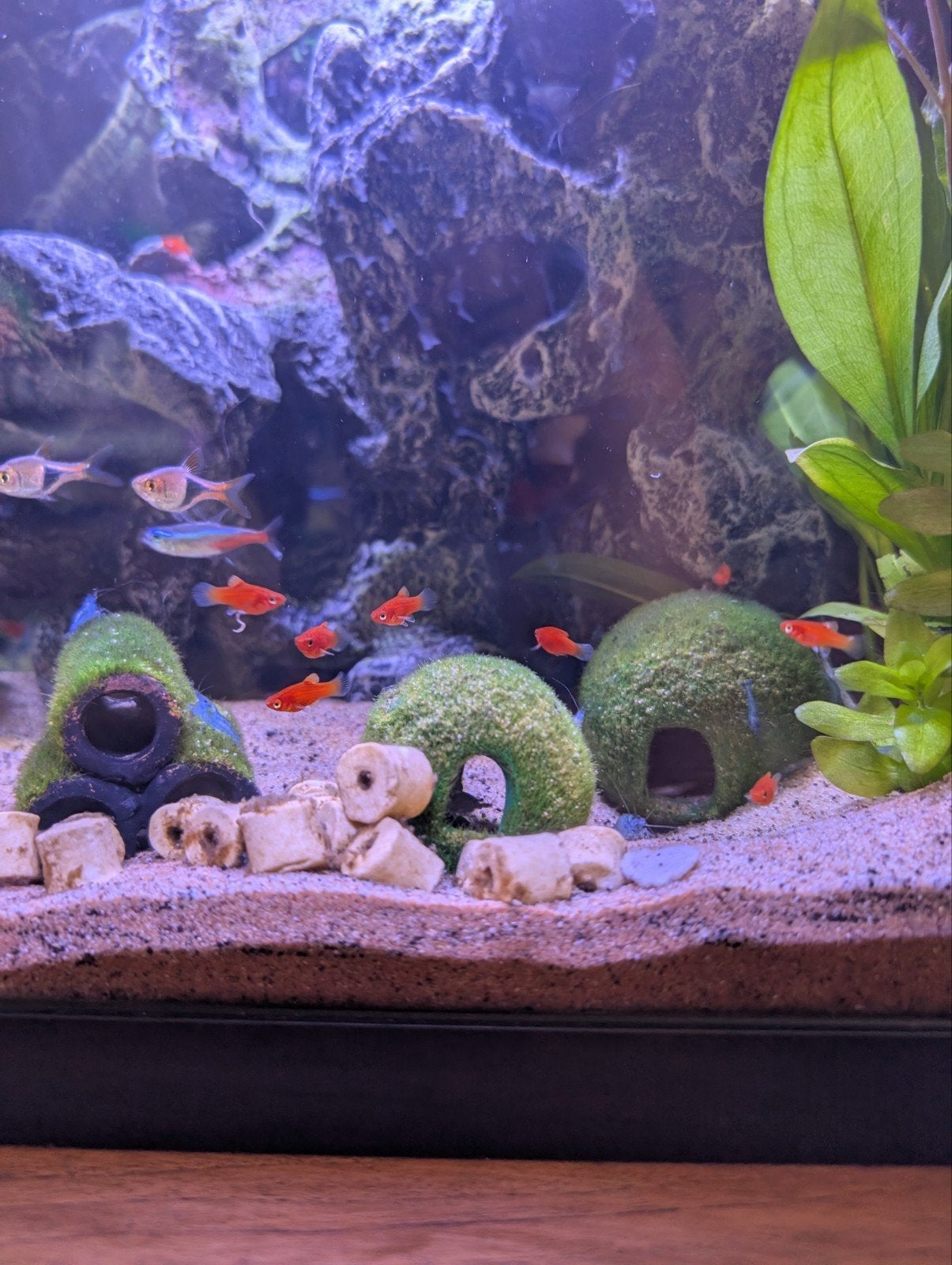 orange koraal platty's  Xiphophorus maculatus, Vis
