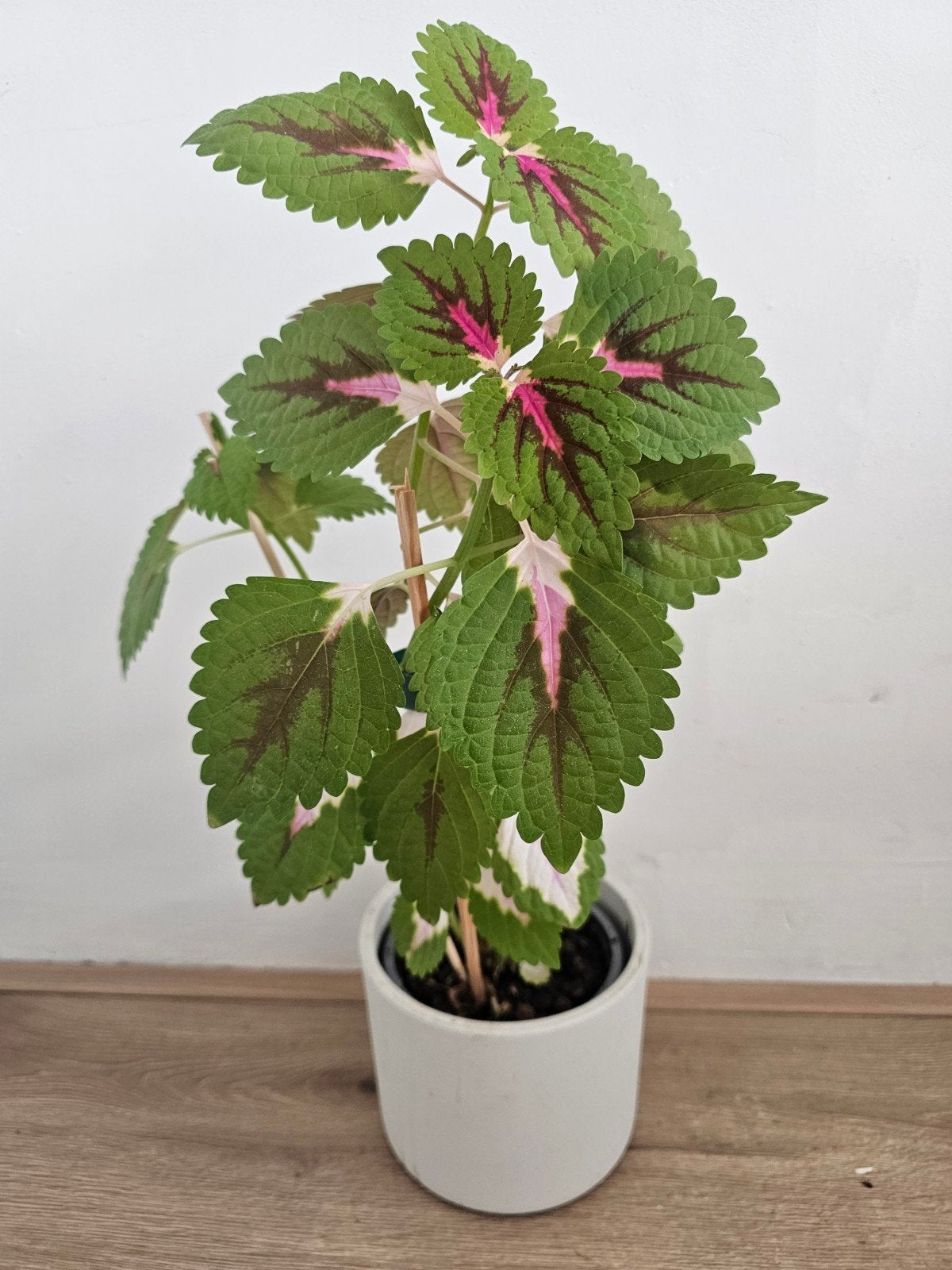 Mooie Siernetel met extra mooie pot  🌿💕, Ophalen