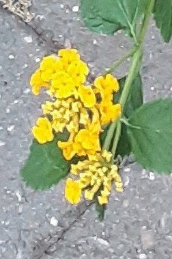 Winterharde Lantana 'Chapel hill gold', Ophalen of Verzenden, Zomer, Overige soorten, Volle zon