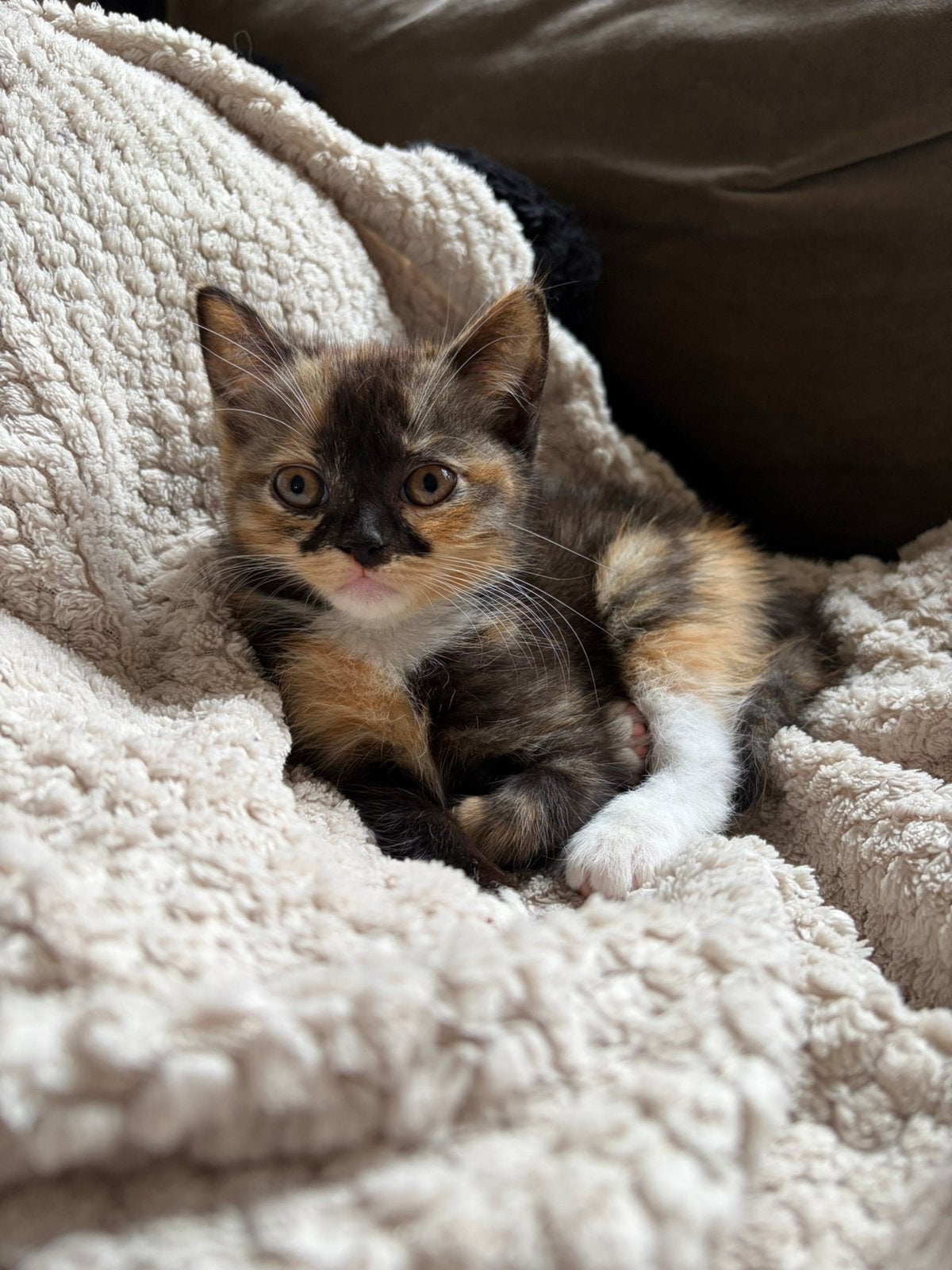Prachtige kitten, Poes