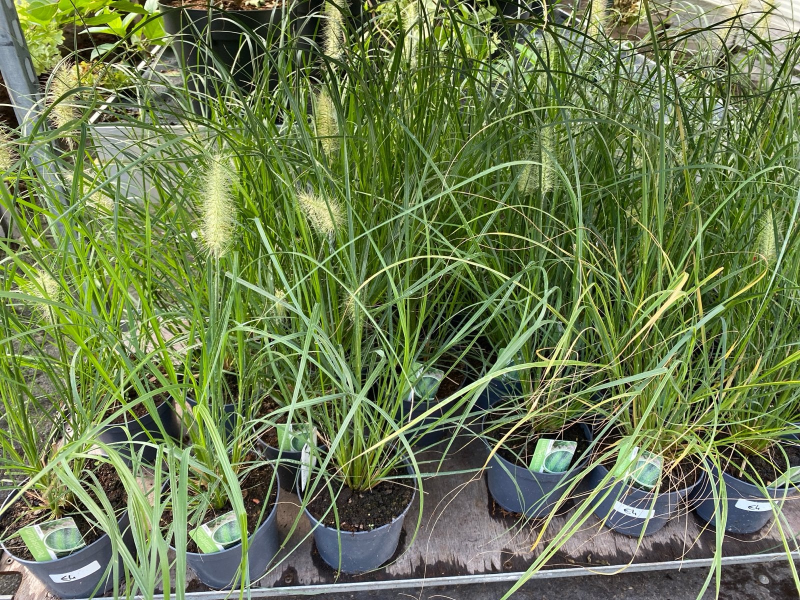 Lampenpoetsersgras 'Hameln' (Pennisetum alopecuroides), Ophalen, Volle zon, Vaste plant, Siergrassen