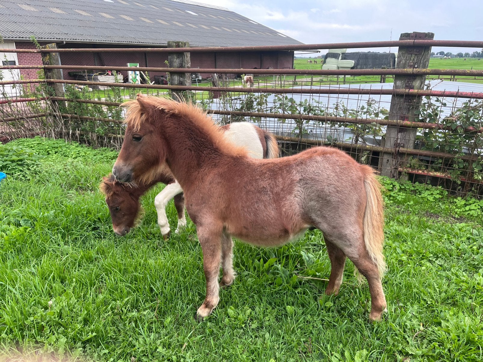 te koop shetlanders drachtige merries voor 2027, Dieren en Toebehoren, Merrie, A pony (tot 1.17m), 0 tot 2 jaar