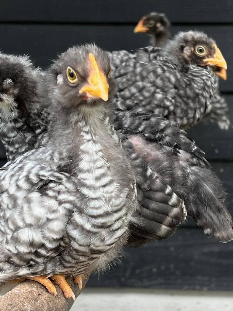 Kuikens van de AMROCK groot, Dieren en Toebehoren, Meerdere dieren, Kip