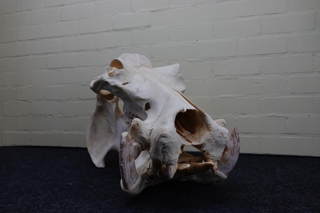 schedel nijlpaard taxidermy skull hippo, Ophalen, Zo goed als nieuw, Hert, Gewei of Kop