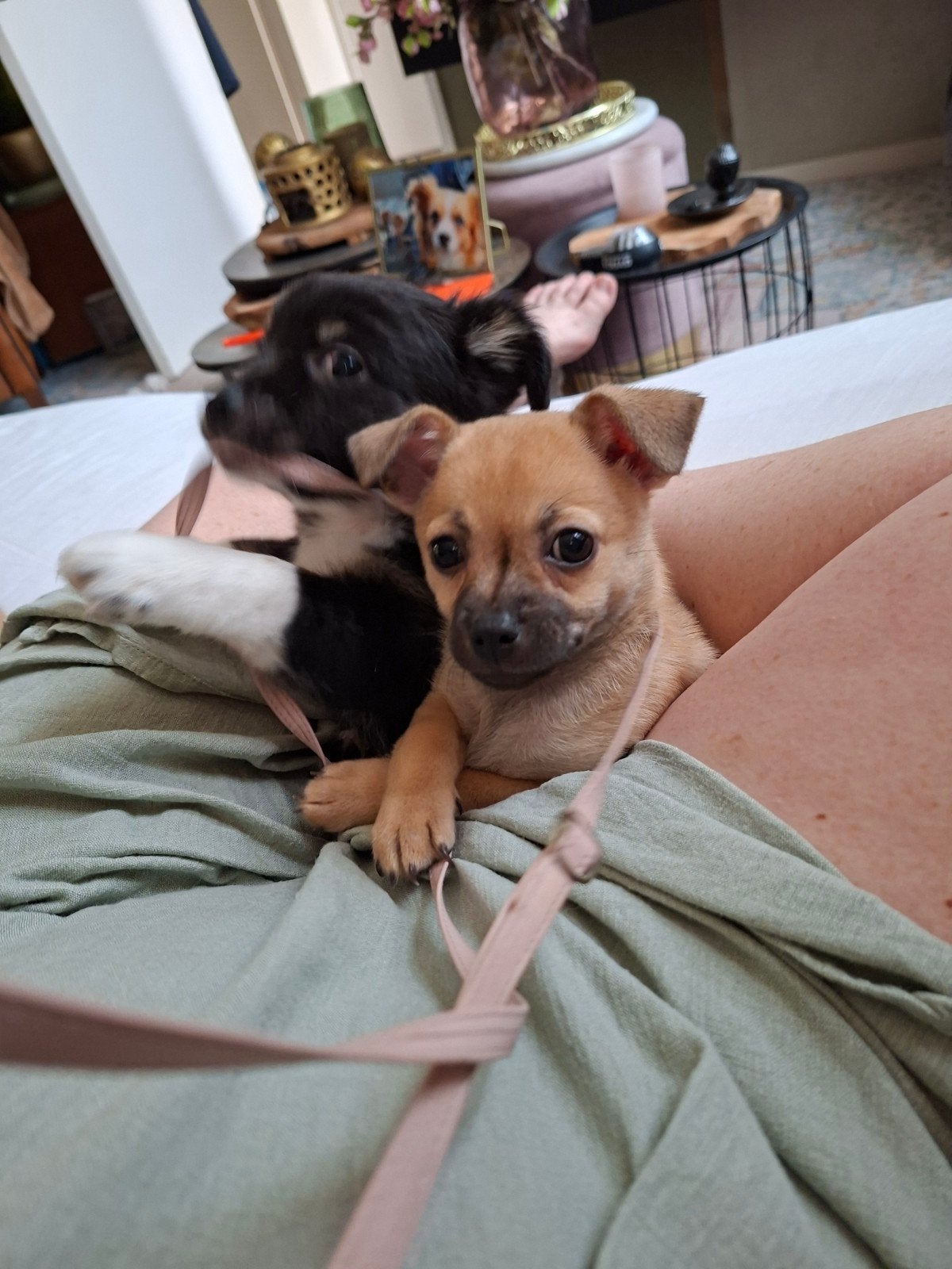 Superlieve kruising chihuahua puppies, Parvo, 8 tot 15 weken, Teef, Meerdere