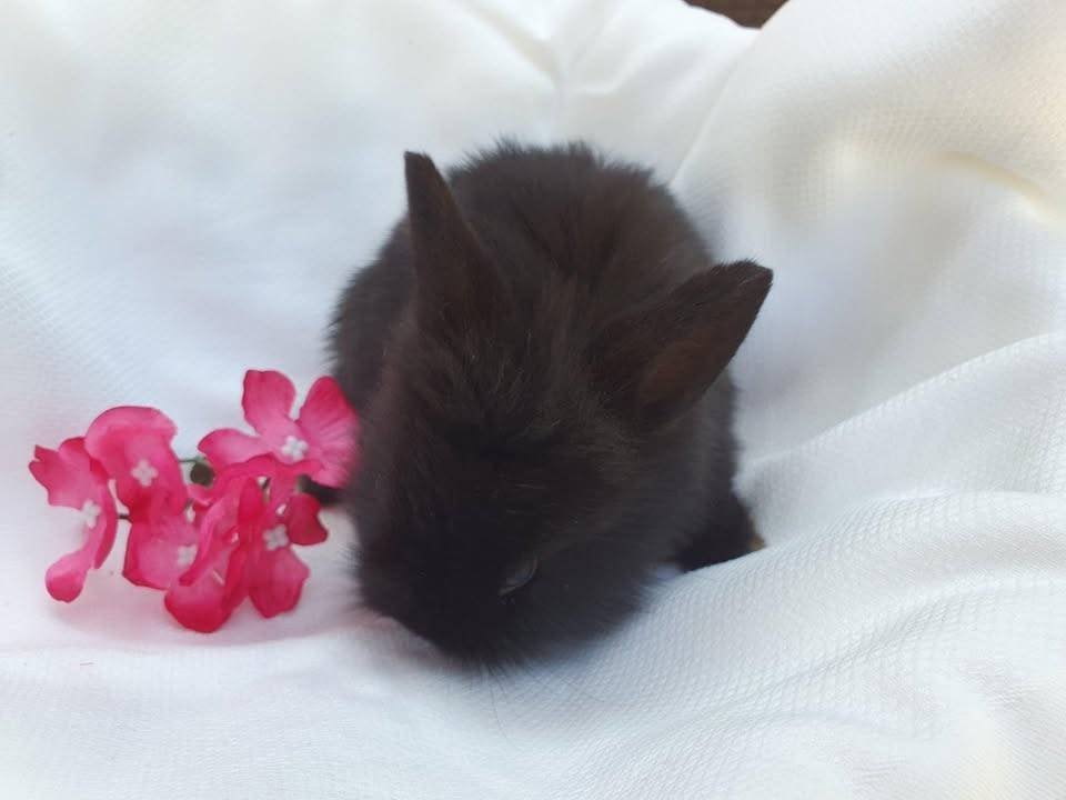 jonge teddy dwerg  konijntjes, Dieren en Toebehoren, Konijnen, Klein