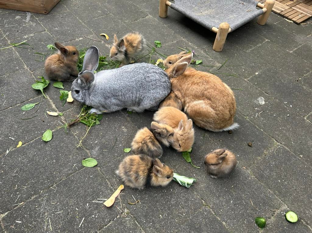 Babykonijntjes, Dieren en Toebehoren, Pluimvee, Overige soorten, Meerdere dieren