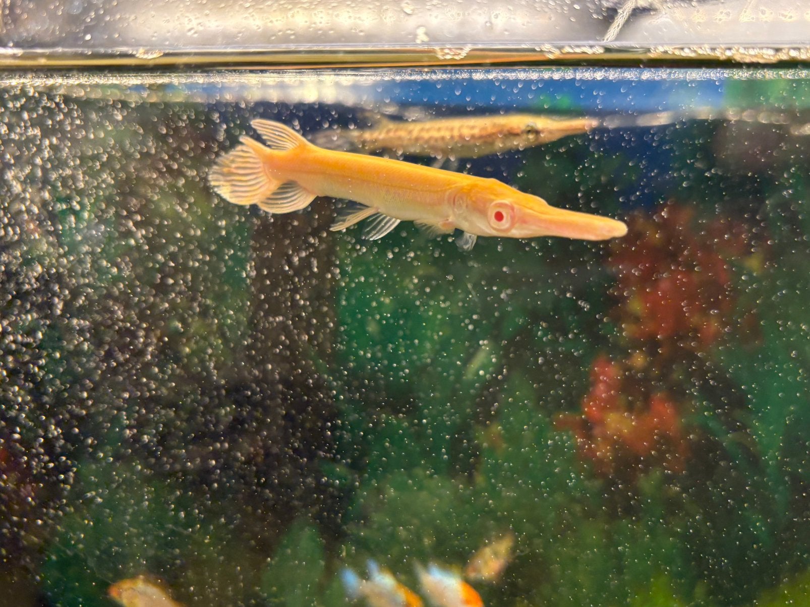 Albino Alligator Gar - Kaaimansnoek - Arapaima - Cichla, Vis