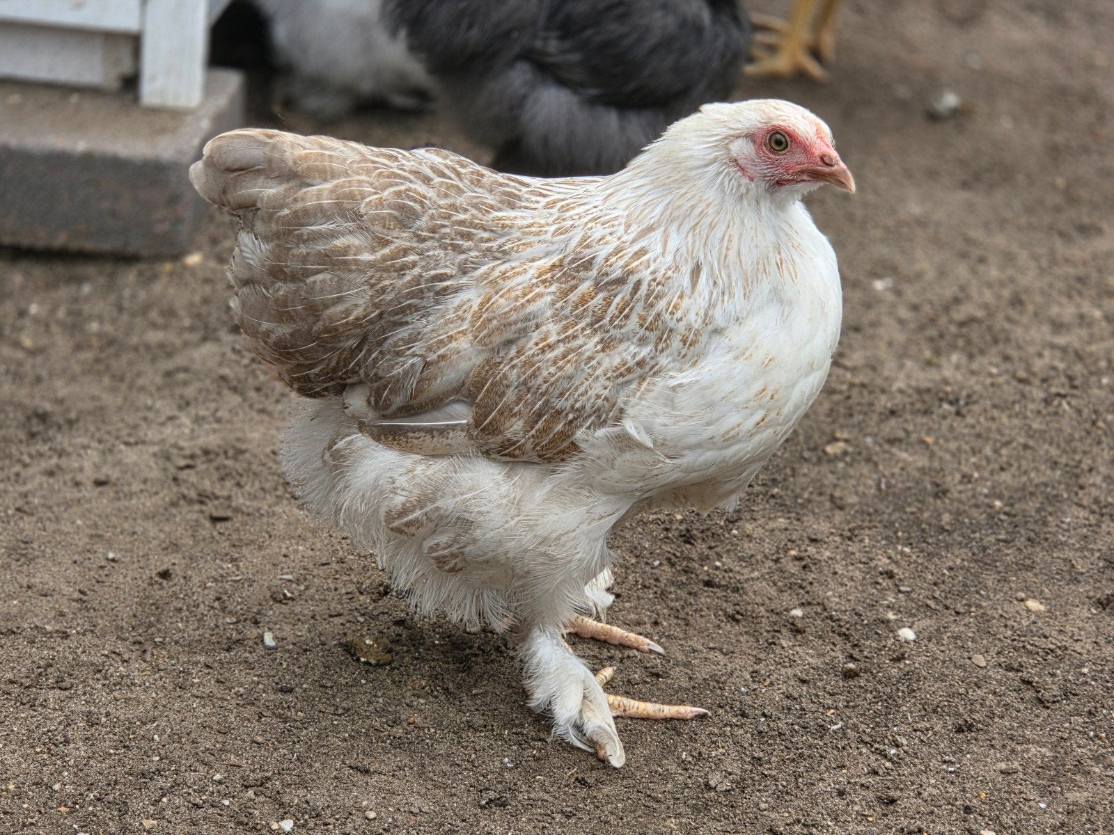 X Brahma kriel hen, Dieren en Toebehoren, Pluimvee, Vrouwelijk, Kip