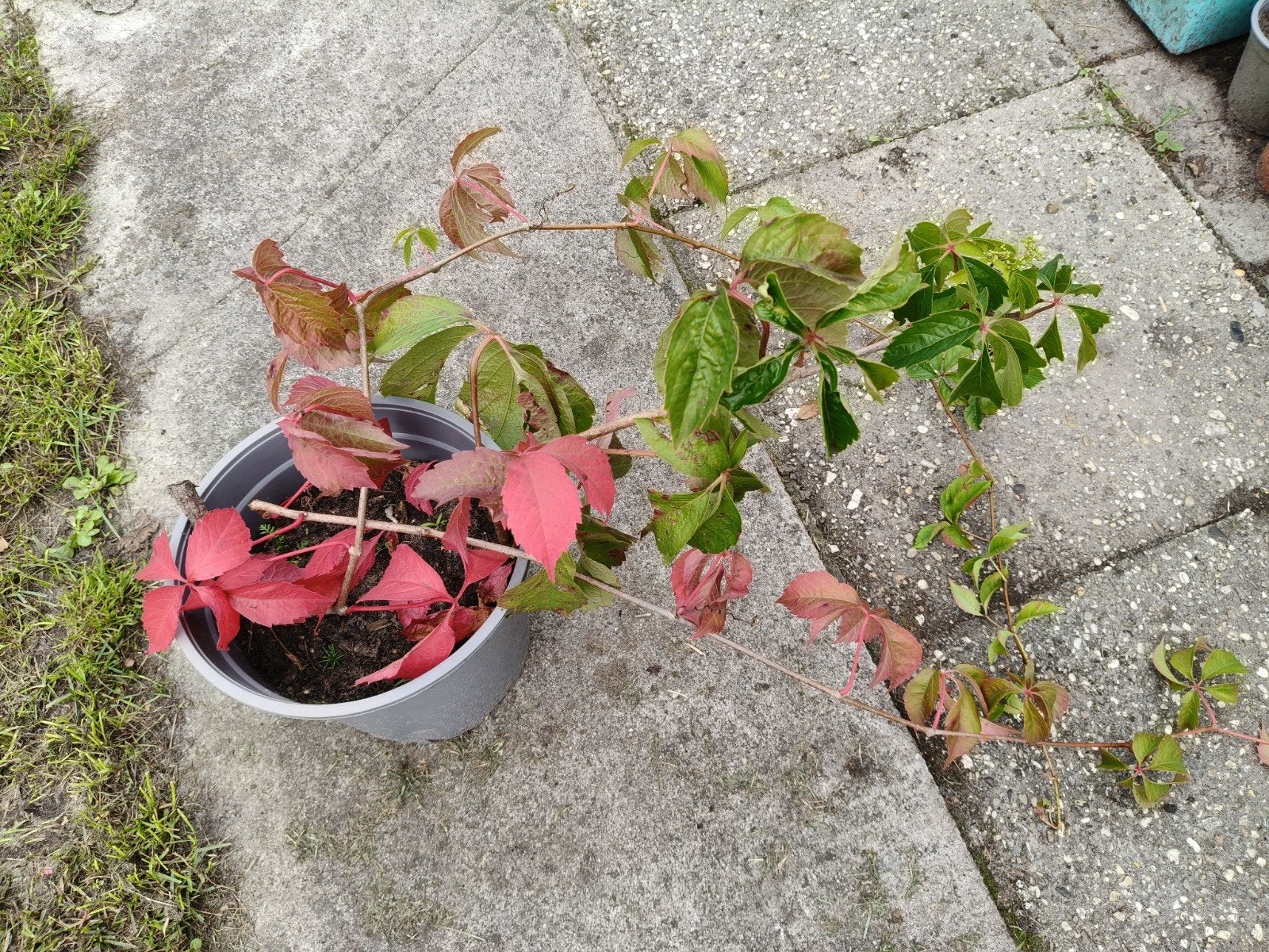 Rode wingerd klimplant, Tuin en Terras, Planten | Tuinplanten, Ophalen of Verzenden, Volle zon