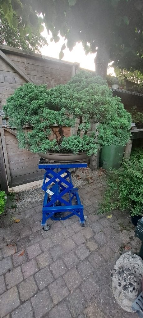 Bonsai Jeneverbes bos, Ophalen, Bloeit niet, Halfschaduw, Overige soorten
