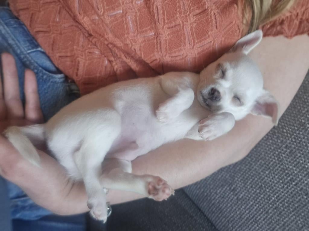 Lieve chihuahua pup puppy. Mag al verhuizen., Reu, Eén hond, Chihuahua, Nederland