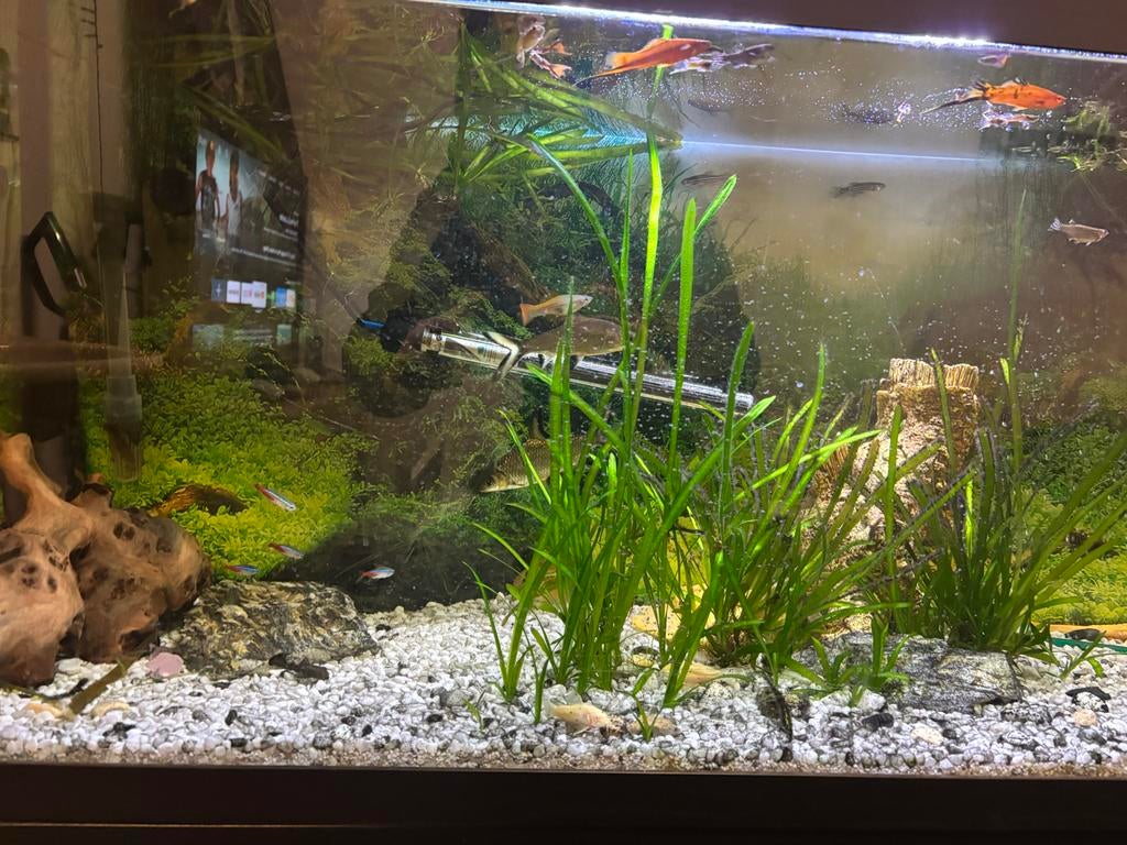 Aquarium 120x55x40, Ophalen of Verzenden, Zo goed als nieuw, Gevuld zoetwateraquarium