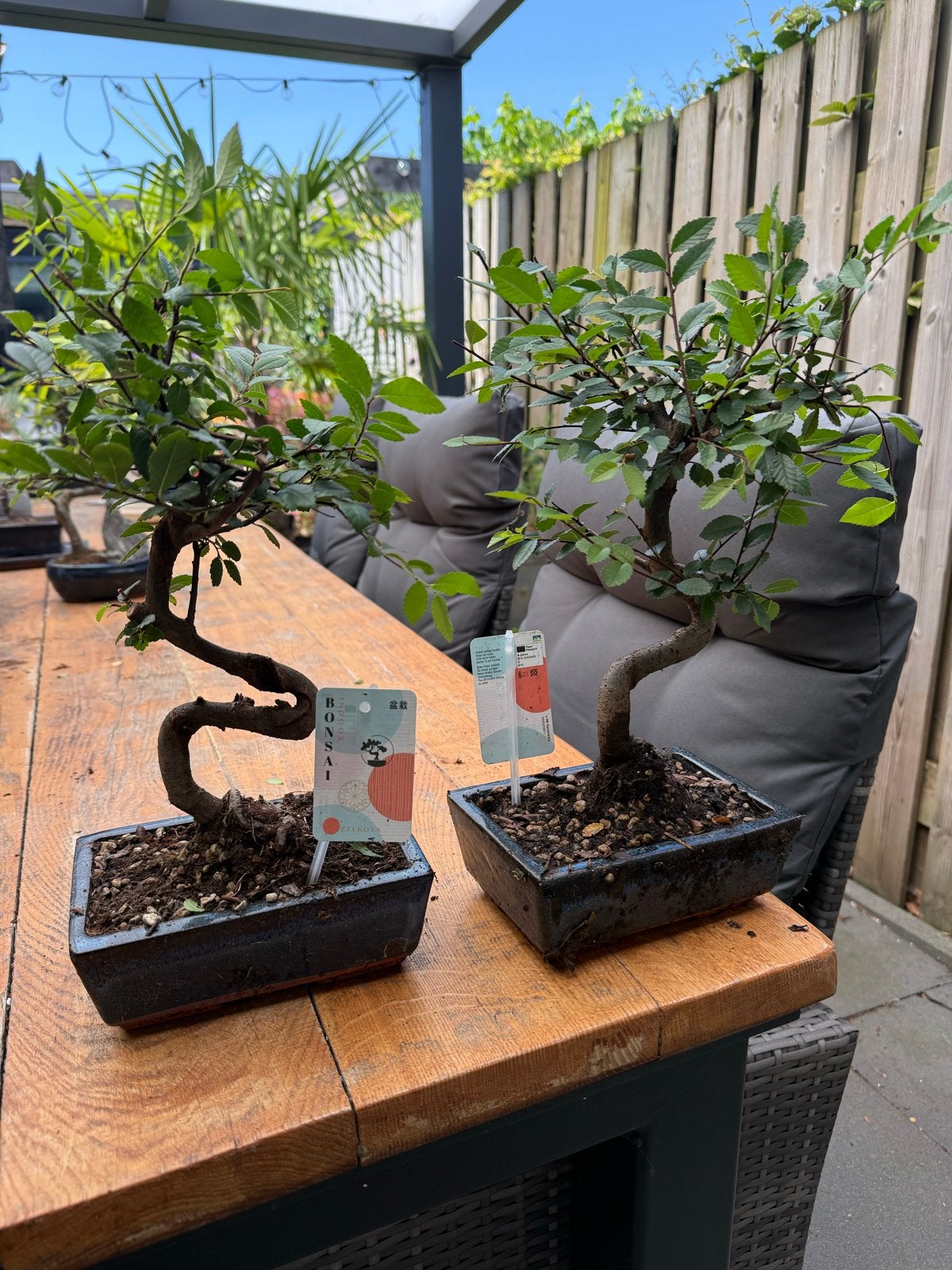 Bonsai Chinese Iep - Twee voor €50, Overige soorten, Vaste plant, Ophalen of Verzenden, Bloeit niet