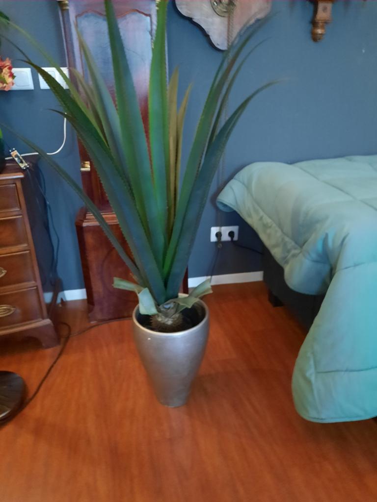 Plant, Ophalen of Verzenden, Zo goed als nieuw, 50 tot 100 cm, Minder dan 100 cm