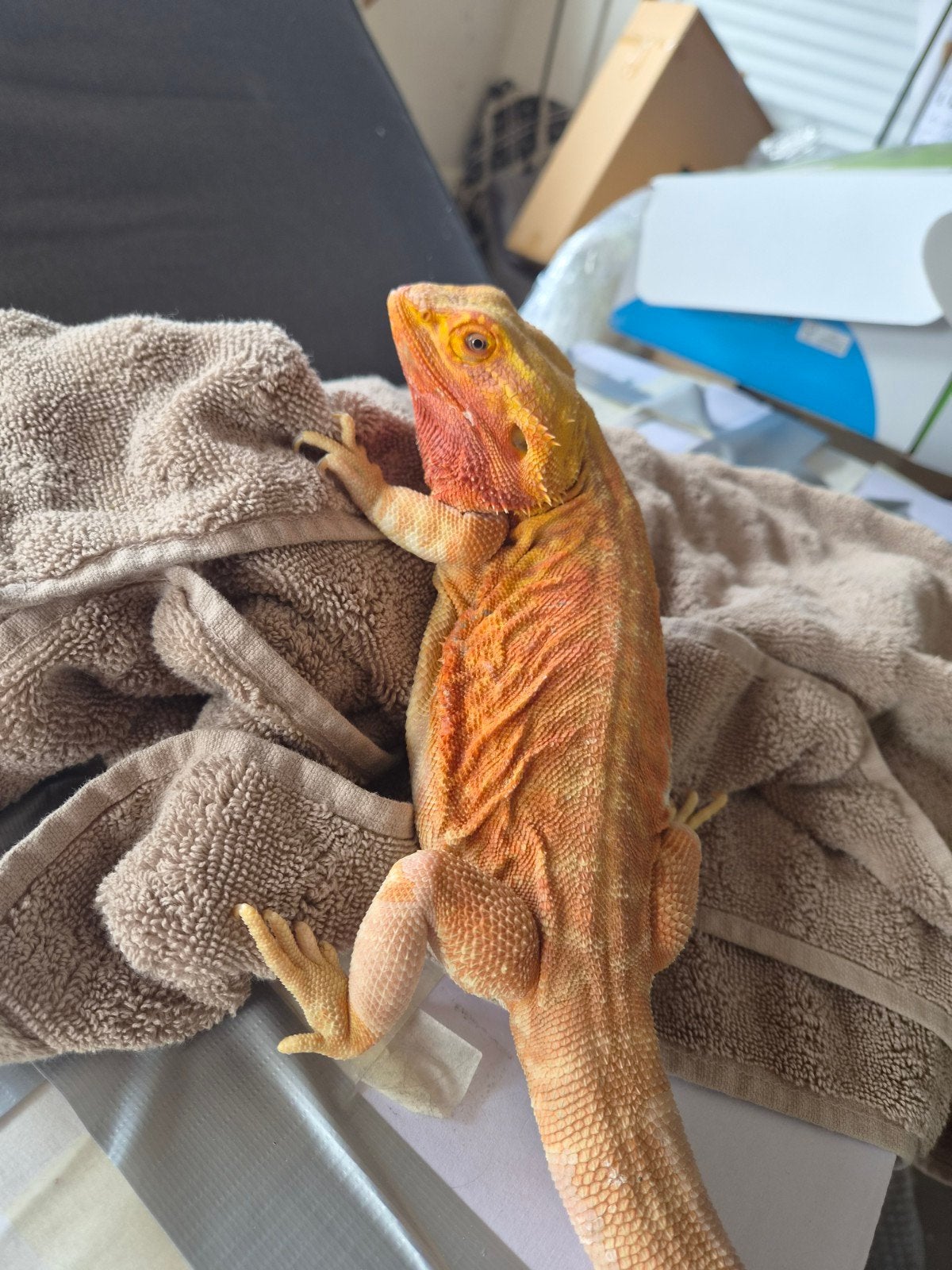 Baardagaam red leatherback (man bearded dragon), Dieren en Toebehoren, Reptielen en Amfibieën, Hagedis, 3 tot 6 jaar