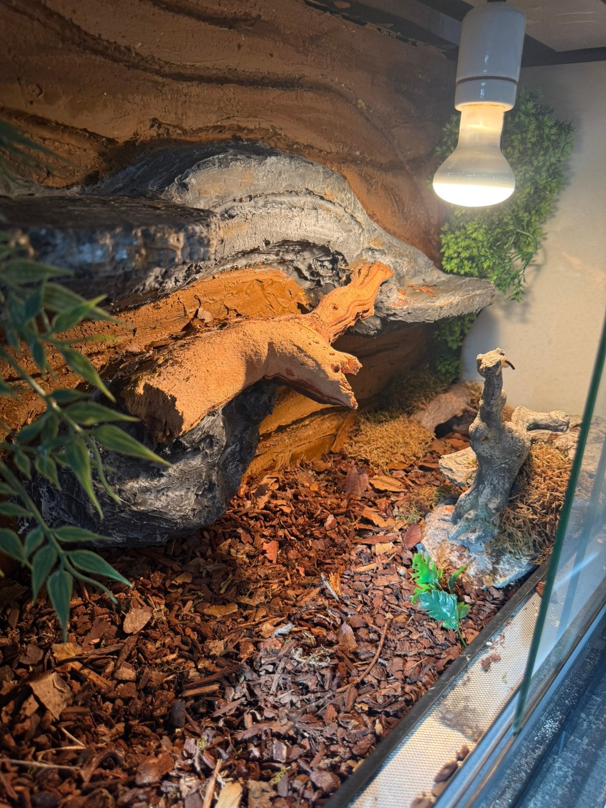 Ball pythons met terrariums Ball Python photo 3