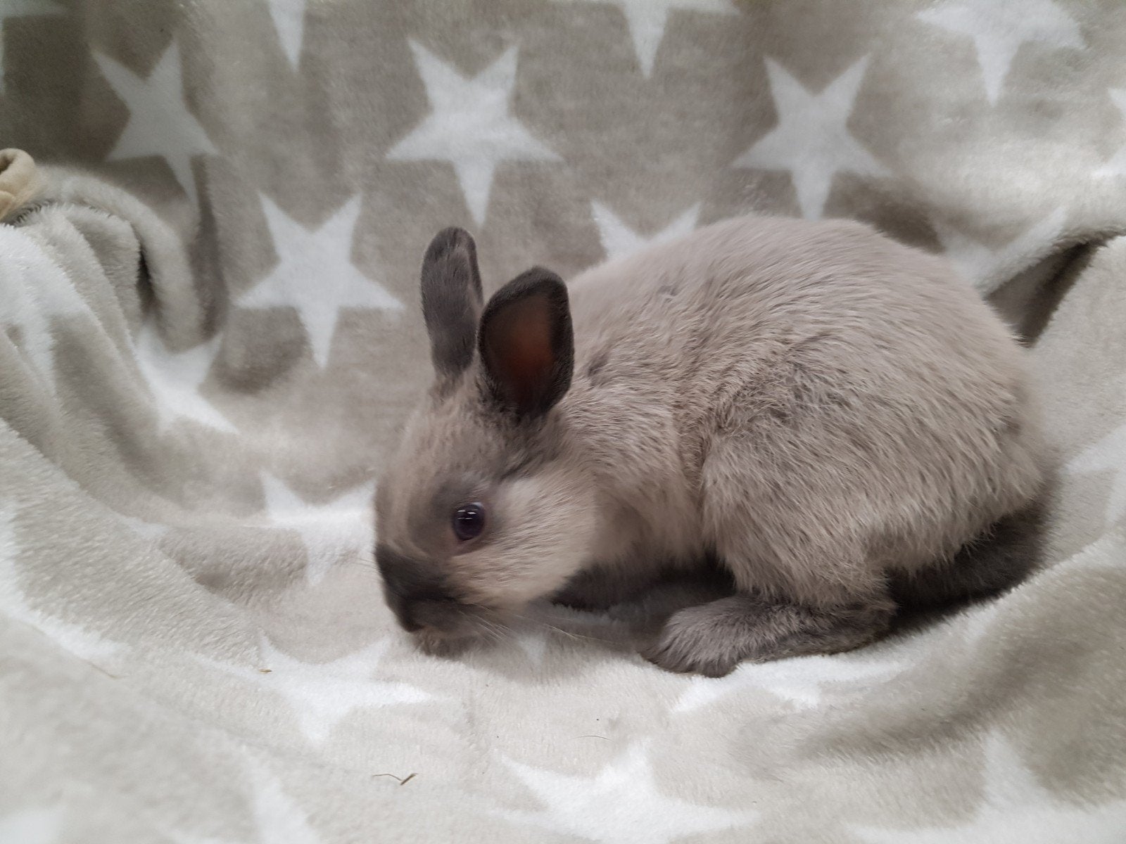lieve dwergkonijn ram, Dieren en Toebehoren, Cavia, April, Mannelijk, Tam