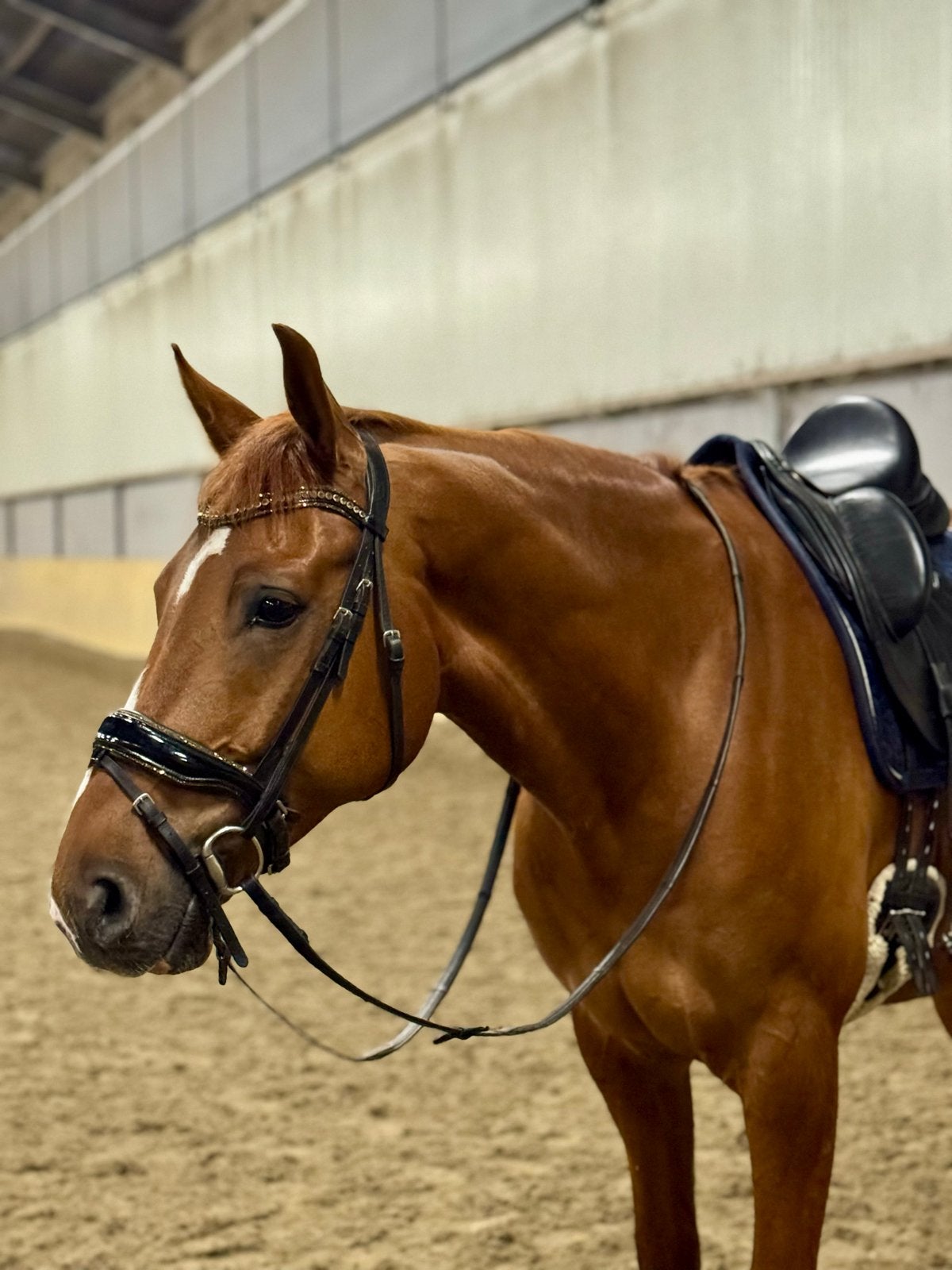 KWPN-ruin(Double Dutch x Bexandra) veel aanleg voor de sport, Dieren en Toebehoren, Ruin, Dressuurpaard, 7 tot 10 jaar, 165 tot 170 cm