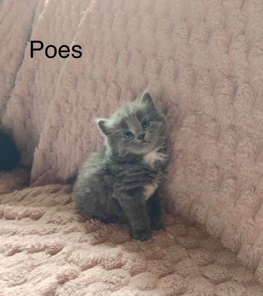 Gereserveerd Kruising Britse Langhaar kittens, Meerdere dieren, Ontwormd, 0 tot 2 jaar