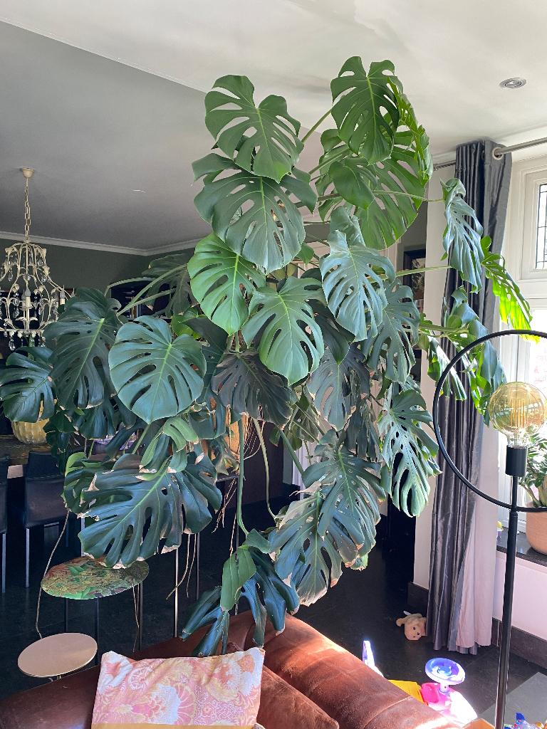 Prachtige Monstera(vingerplant), Ophalen of Verzenden, Zo goed als nieuw