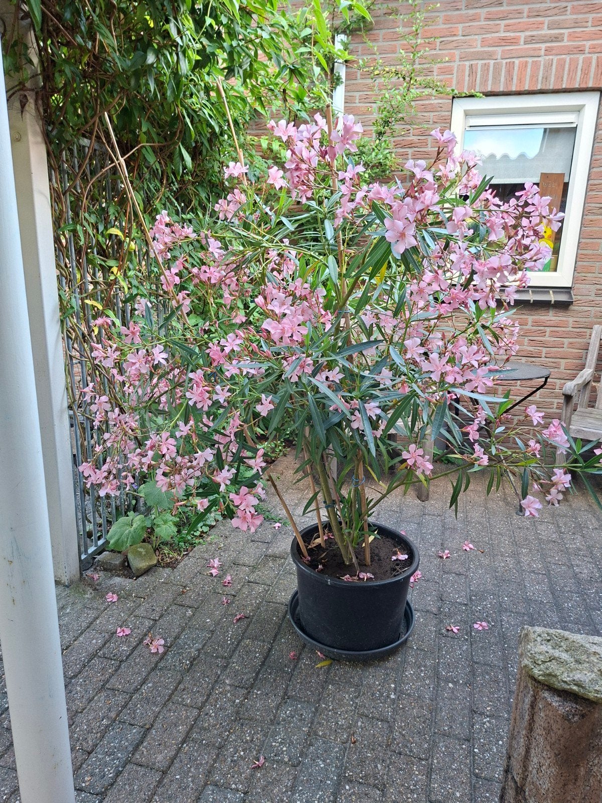Oleander, Ophalen, Overige soorten, Struik, 100 tot 250 cm