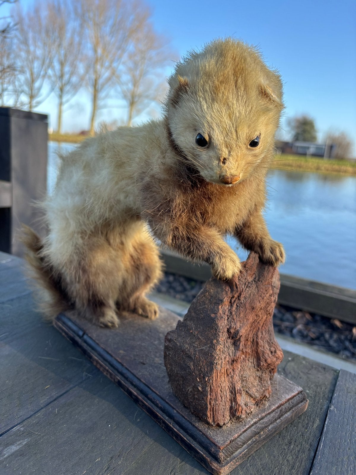 Opgezette bunzing - Historisch preparaat Piet Bos, Ophalen of Verzenden, Gebruikt, Wild dier, Opgezet dier