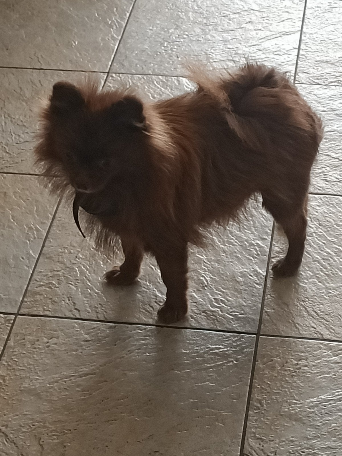 mooie chocolade pomeriaan teef, Keeshond, 1 tot 2 jaar, Teef, Eén hond