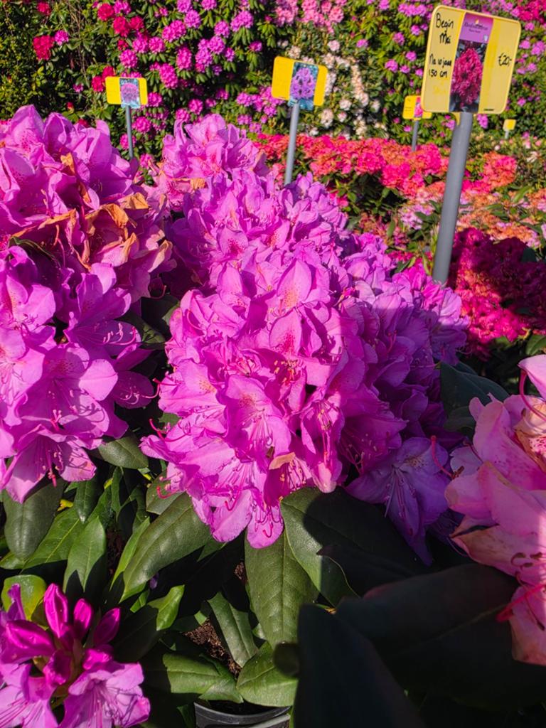 MEGA UITVERKOOP Rhododendrons 40/50cm, Ophalen, Rhododendron, Minder dan 100 cm