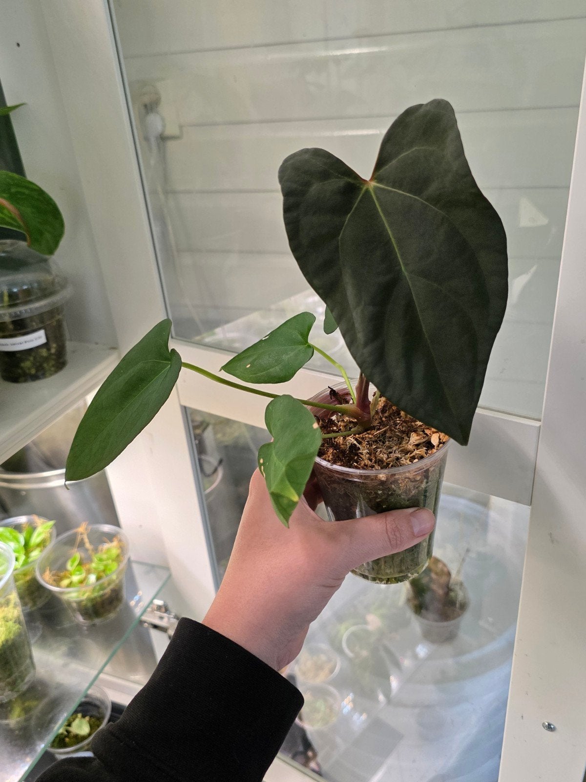 Anthurium noid, Ophalen of Verzenden, Halfschaduw, Minder dan 100 cm