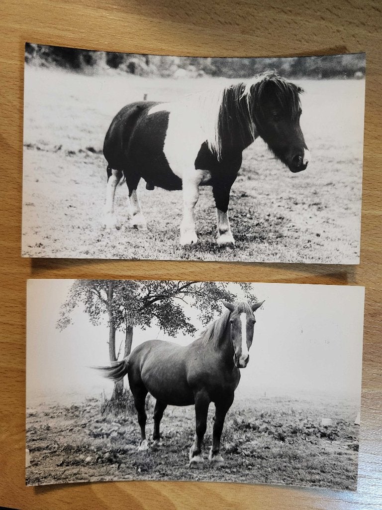 ansicht SOEST Rusthuis paarden Paardenkamp (2x), Ophalen, Voor 1920, Utrecht
