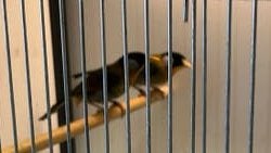 Zilveroor nachtegaal man te koop, Dieren en Toebehoren, Vogels | Overige Vogels, Mannelijk, Geringd