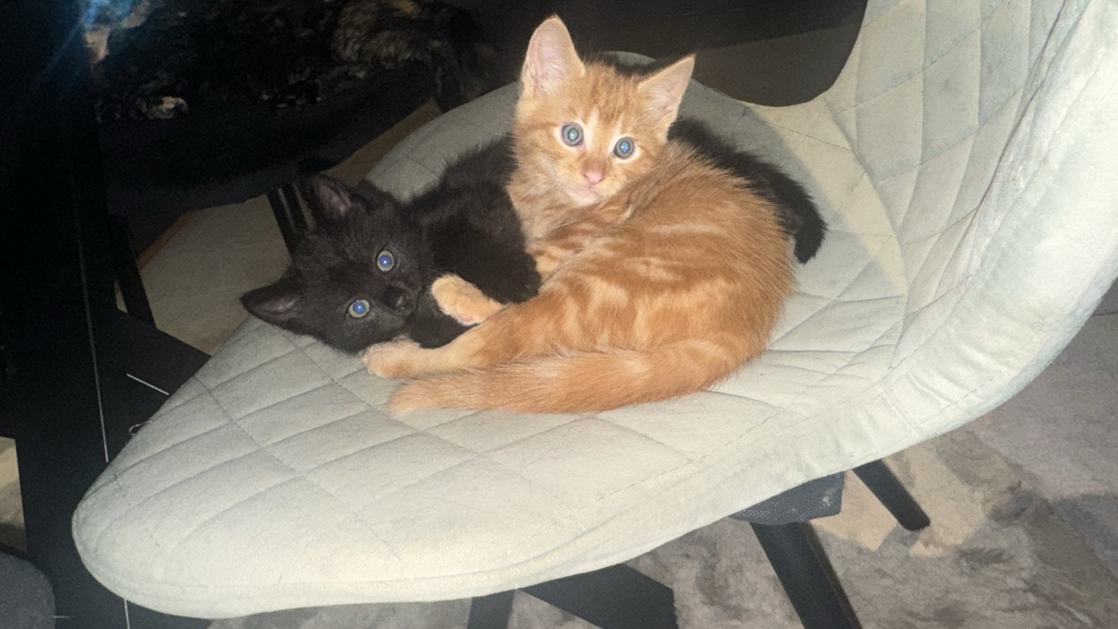 Kitten