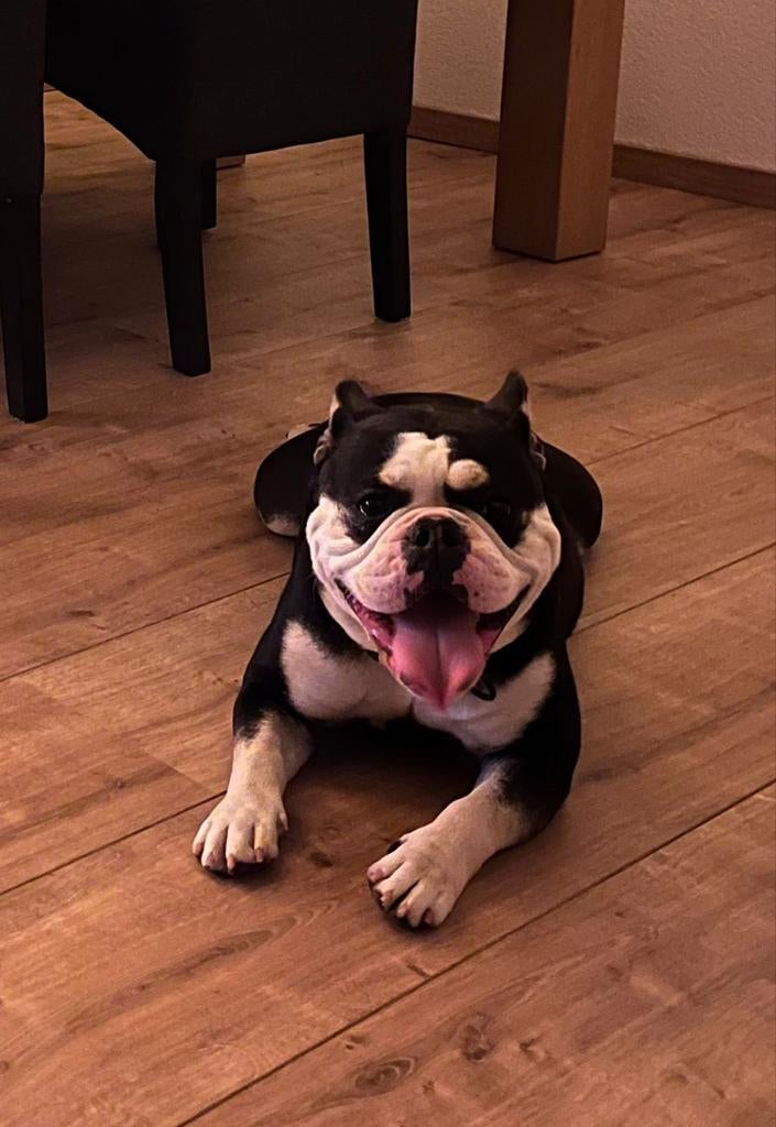 Goed tehuis gezocht voor dit lieve mooie bulldog  meisje, Dieren en Toebehoren, Parvo, Nederland, Teef, Bulldog