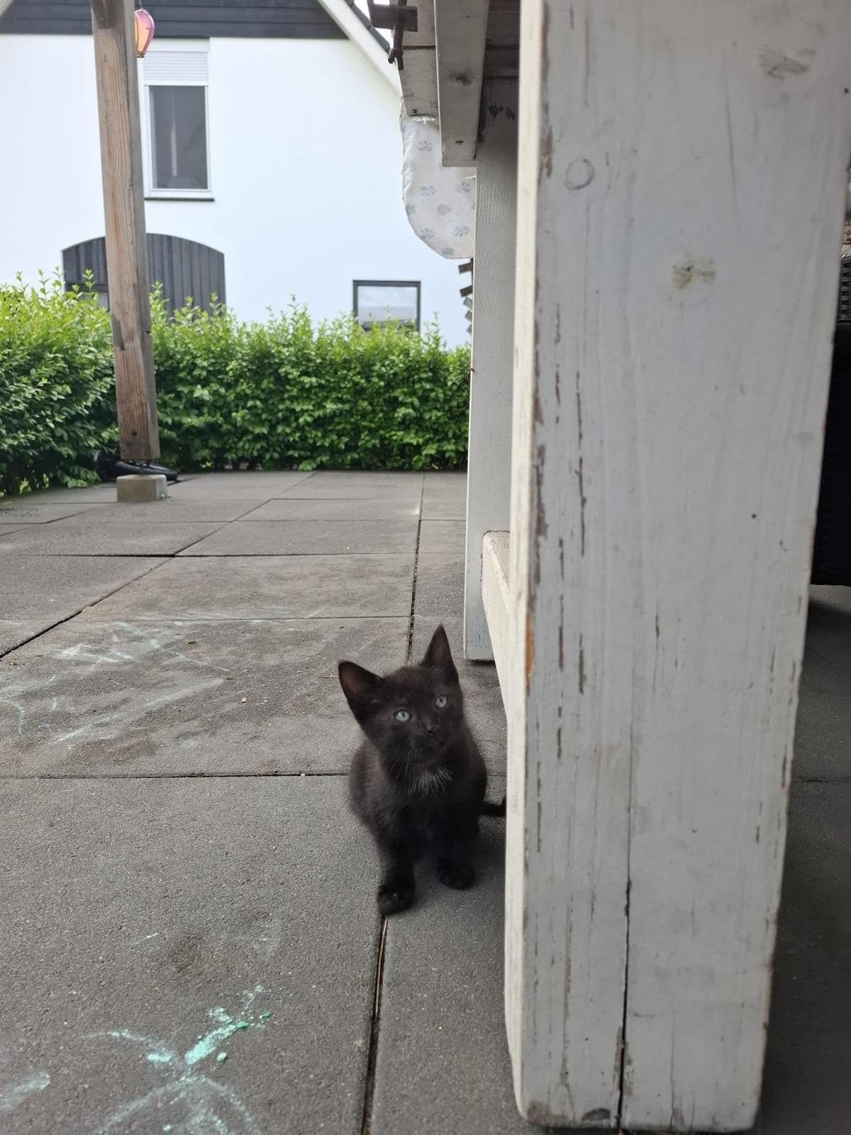 3 kittens te koop, Meerdere dieren
