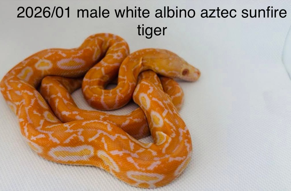 Nakweek Python Reticulatus Reticulated Python photo 2