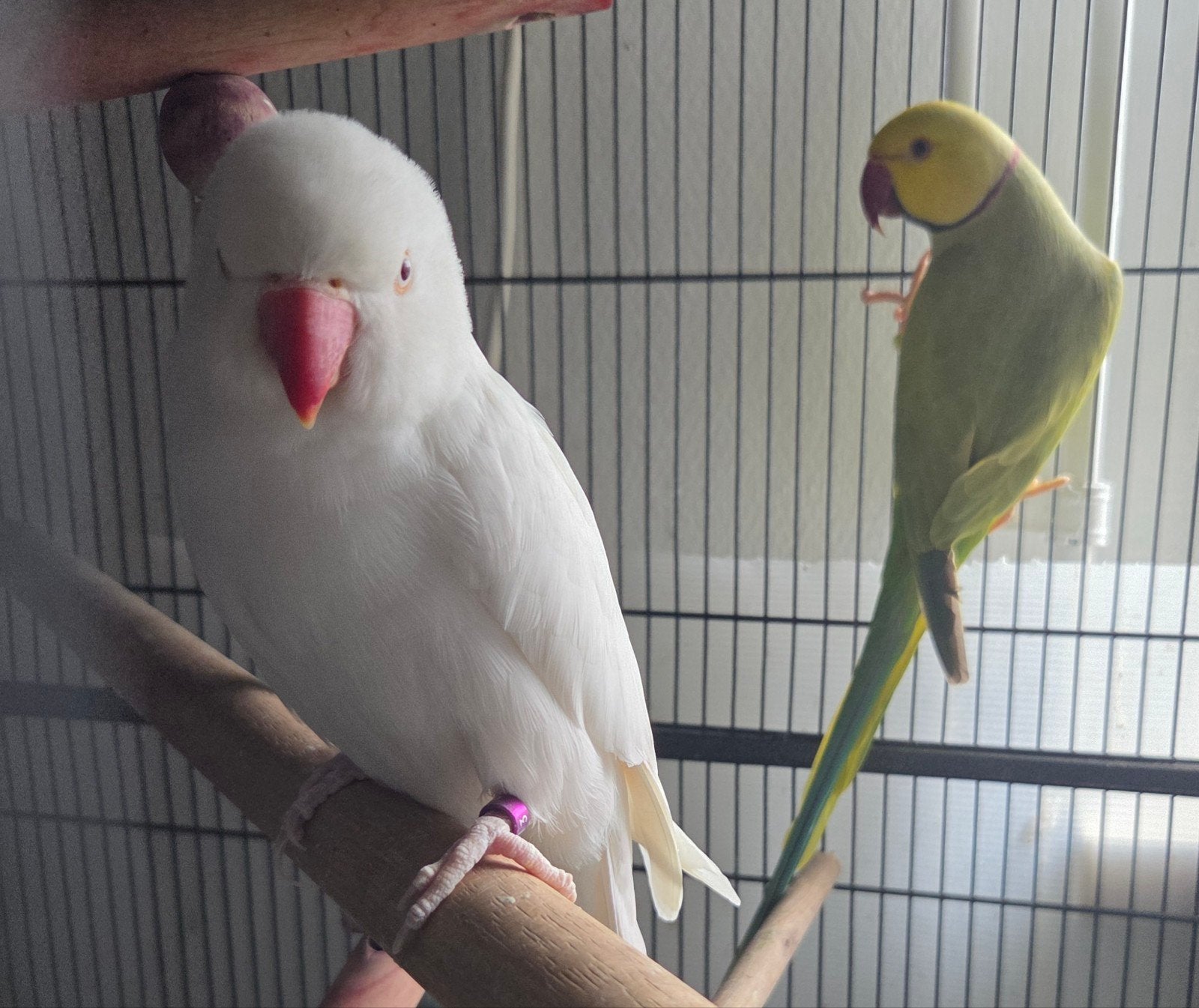 Halsband Parkiet Wit en Halsband Butterkop( Koppel), Dieren en Toebehoren, Geslacht onbekend, Parkiet, Tam