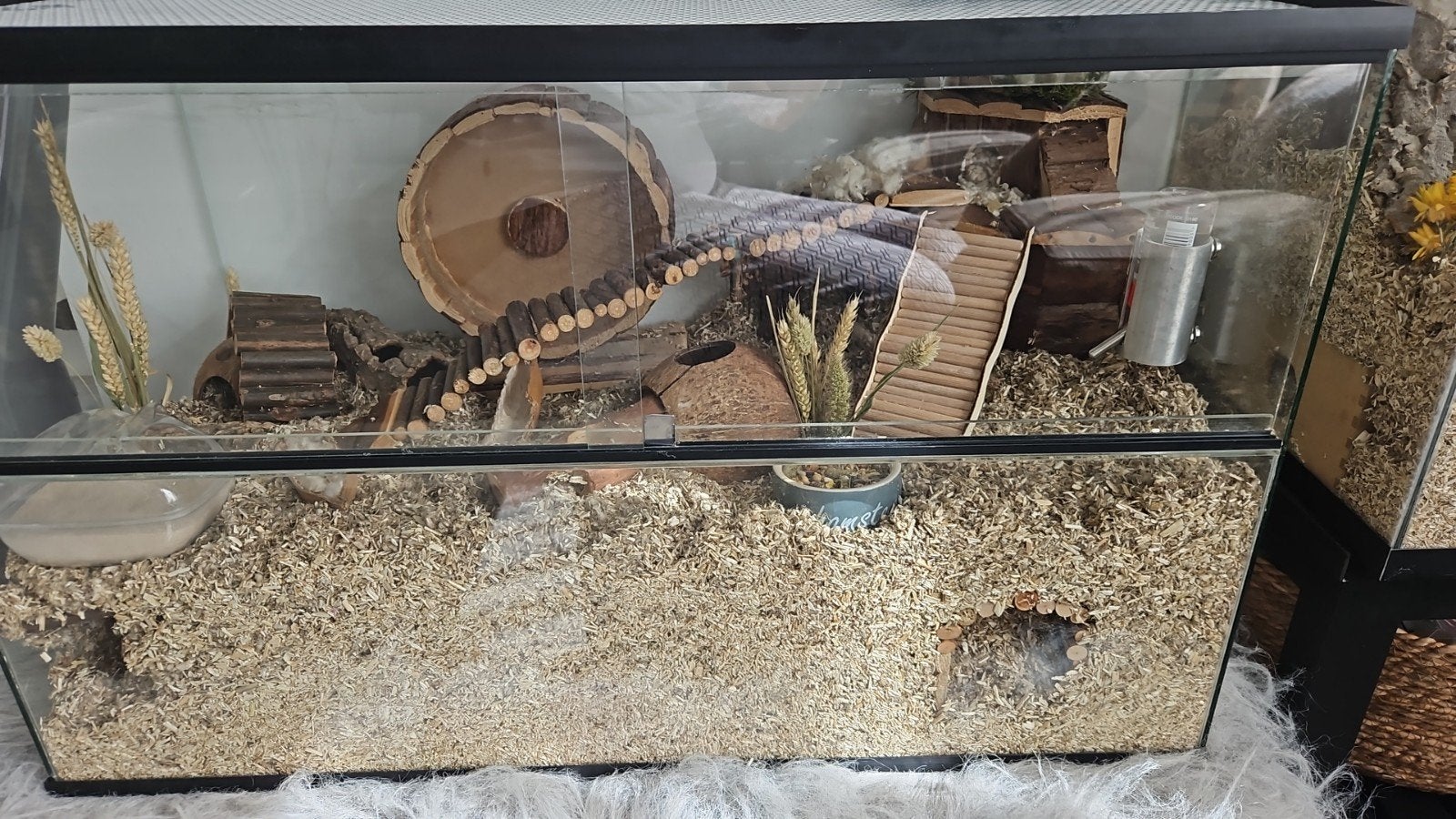 Hamsters en alle toebehoren, Ophalen of Verzenden, Zo goed als nieuw